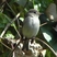 Asian Brown Flycatcher